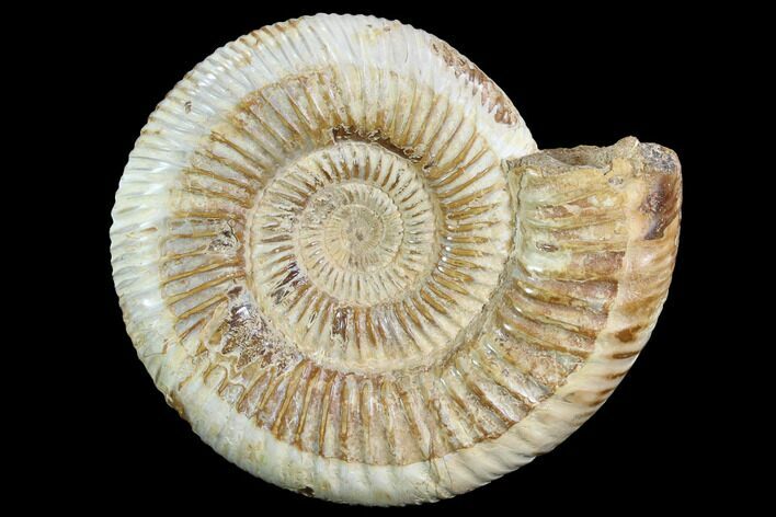 Perisphinctes Ammonite - Jurassic #90453